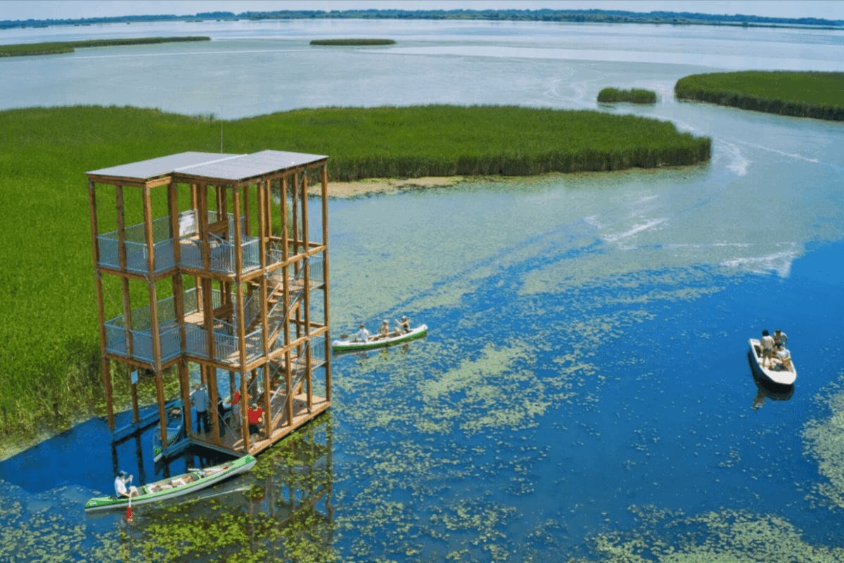 Visiting the Giant Reeds and Wildlife of Lake Tisza