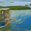 Visiting the Giant Reeds and Wildlife of Lake Tisza